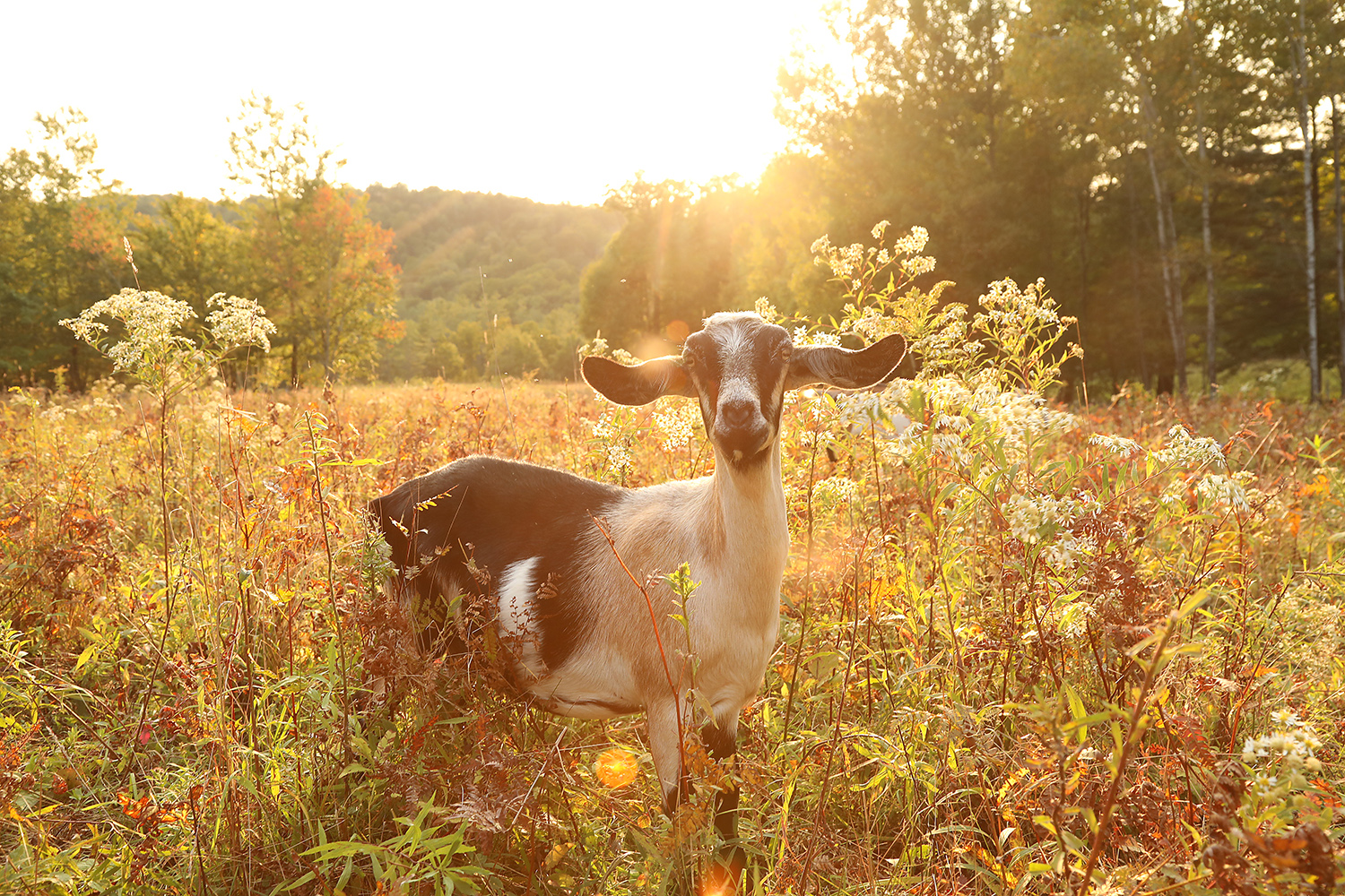 Taylor Swift grazing in autumn field